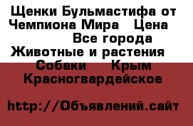 Щенки Бульмастифа от Чемпиона Мира › Цена ­ 1 000 - Все города Животные и растения » Собаки   . Крым,Красногвардейское